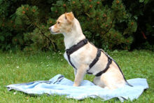 GREATA, Hund, Mischlingshund in Lauf - Bild 8