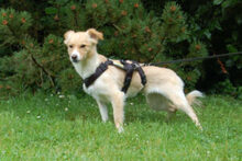 GREATA, Hund, Mischlingshund in Lauf - Bild 9