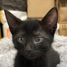 BALDR, Katze, Hauskatze in Ungarn - Bild 1