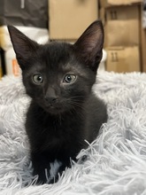 BALDR, Katze, Hauskatze in Ungarn - Bild 2