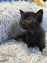 BALDR, Katze, Hauskatze in Ungarn - Bild 3