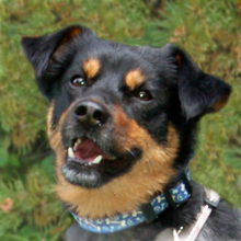 LEGO, Hund, Pinscher-Mix in Lauf - Bild 1