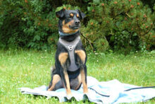 LEGO, Hund, Pinscher-Mix in Lauf - Bild 10