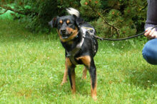 LEGO, Hund, Pinscher-Mix in Lauf - Bild 11