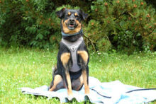 LEGO, Hund, Pinscher-Mix in Lauf - Bild 12