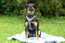 LEGO, Hund, Pinscher-Mix in Lauf - Bild 13