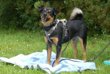 LEGO, Hund, Pinscher-Mix in Lauf - Bild 2
