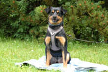 LEGO, Hund, Pinscher-Mix in Lauf - Bild 3
