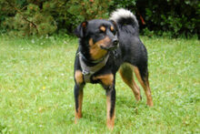 LEGO, Hund, Pinscher-Mix in Lauf - Bild 4