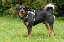LEGO, Hund, Pinscher-Mix in Lauf - Bild 5