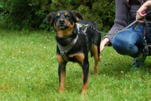 LEGO, Hund, Pinscher-Mix in Lauf - Bild 7