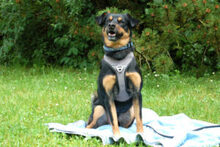 LEGO, Hund, Pinscher-Mix in Lauf - Bild 8