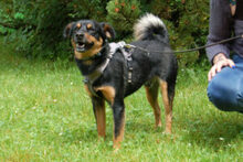 LEGO, Hund, Pinscher-Mix in Lauf - Bild 9
