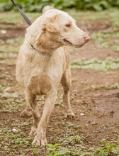 MUFFIN, Hund, Mischlingshündin in Ungarn - Bild 1