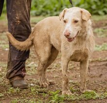 MUFFIN, Hund, Mischlingshündin in Ungarn - Bild 2