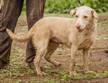 MUFFIN, Hund, Mischlingshündin in Ungarn - Bild 3