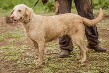 MUFFIN, Hund, Mischlingshündin in Ungarn - Bild 4