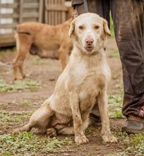MUFFIN, Hund, Mischlingshündin in Ungarn - Bild 5