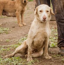 MUFFIN, Hund, Mischlingshündin in Ungarn - Bild 6