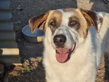 INNI, Hund, Mischlingshund in Griechenland - Bild 1