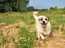 INNI, Hund, Mischlingshund in Griechenland - Bild 2