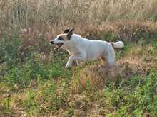INNI, Hund, Mischlingshund in Griechenland - Bild 3