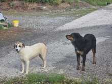INNI, Hund, Mischlingshund in Griechenland - Bild 5