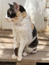 CATHY, Katze, Europäisch Kurzhaar in Griechenland - Bild 1