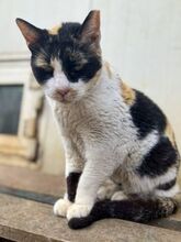 CATHY, Katze, Europäisch Kurzhaar in Griechenland - Bild 10