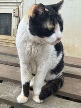 CATHY, Katze, Europäisch Kurzhaar in Griechenland - Bild 11
