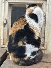 CATHY, Katze, Europäisch Kurzhaar in Griechenland - Bild 12