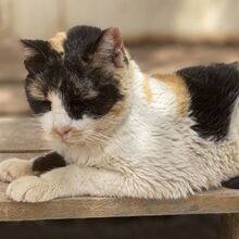 CATHY, Katze, Europäisch Kurzhaar in Griechenland - Bild 2