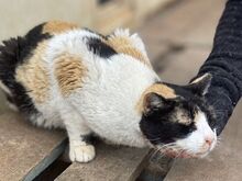 CATHY, Katze, Europäisch Kurzhaar in Griechenland - Bild 3