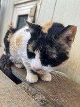 CATHY, Katze, Europäisch Kurzhaar in Griechenland - Bild 4