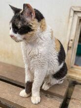 CATHY, Katze, Europäisch Kurzhaar in Griechenland - Bild 5