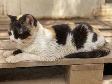 CATHY, Katze, Europäisch Kurzhaar in Griechenland - Bild 6