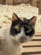 CATHY, Katze, Europäisch Kurzhaar in Griechenland - Bild 7