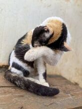 CATHY, Katze, Europäisch Kurzhaar in Griechenland - Bild 8