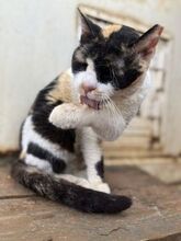 CATHY, Katze, Europäisch Kurzhaar in Griechenland - Bild 9