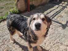 LUNA, Hund, Mischlingshund in Griechenland - Bild 1