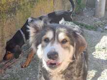 LUNA, Hund, Mischlingshund in Griechenland - Bild 2