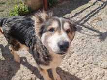 LUNA, Hund, Mischlingshund in Griechenland - Bild 3
