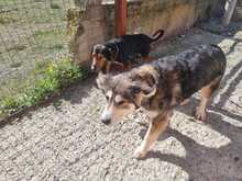 LUNA, Hund, Mischlingshund in Griechenland - Bild 4