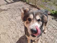 LUNA, Hund, Mischlingshund in Griechenland - Bild 5