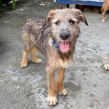 EYWA, Hund, Mischlingshund in Rumänien - Bild 1