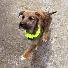 EYWA, Hund, Mischlingshund in Rumänien - Bild 10