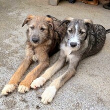 EYWA, Hund, Mischlingshund in Rumänien - Bild 11