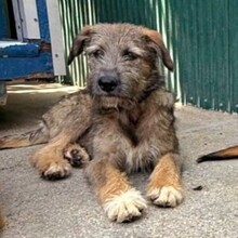 EYWA, Hund, Mischlingshund in Rumänien - Bild 13