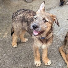 EYWA, Hund, Mischlingshund in Rumänien - Bild 2