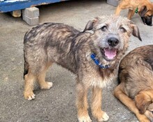 EYWA, Hund, Mischlingshund in Rumänien - Bild 4